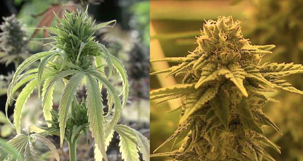 Hemp vs. Marijuana: Understanding the Difference