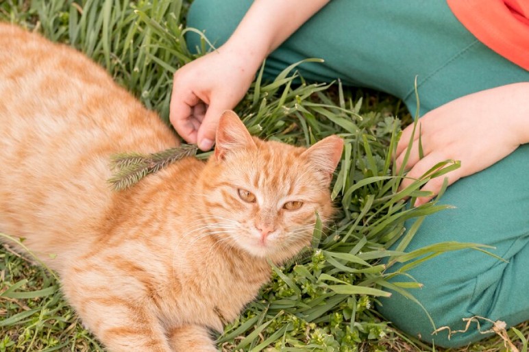 Which Cat Illnesses Might CBD Help With?