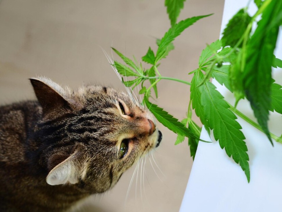 Is CBD Safe For Cats? A Detailed Guide