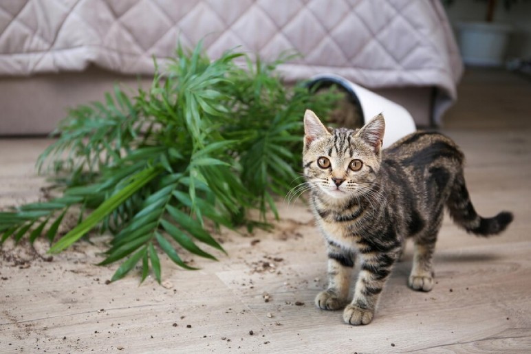 Are There Any Side Effects Of CBD Oil In Your Cats?