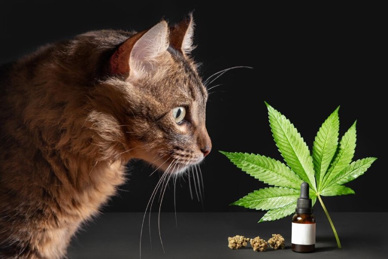 Is CBD Oil Safe For Cats: Benefits Of Using CBD For Cats